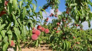 زراعة الخوخ في الأراضي الصحراوية