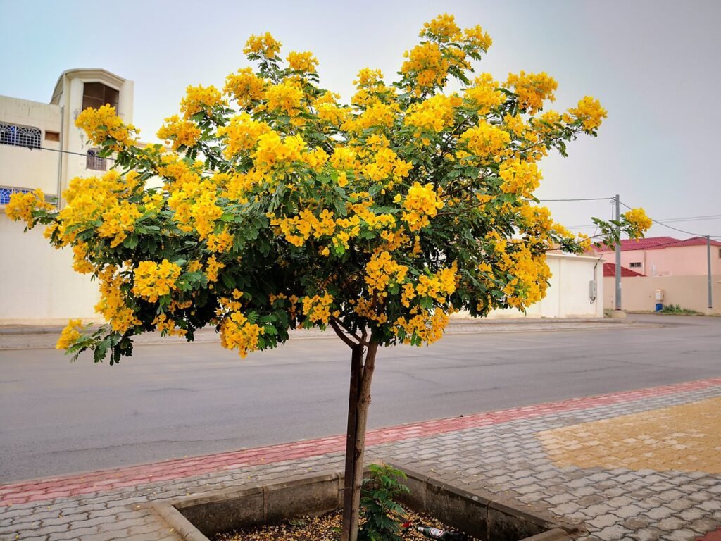 شجرة الأكاسيا