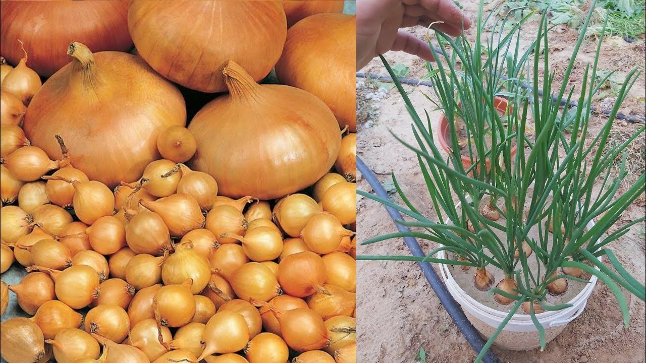 زراعة البصل